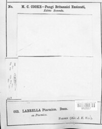 Labrella ptarmicae image